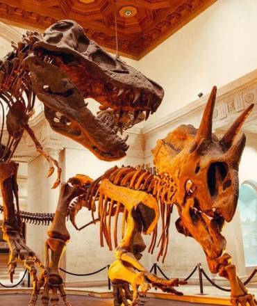 Natural History Museum